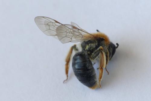 Andrena haemorrhoa